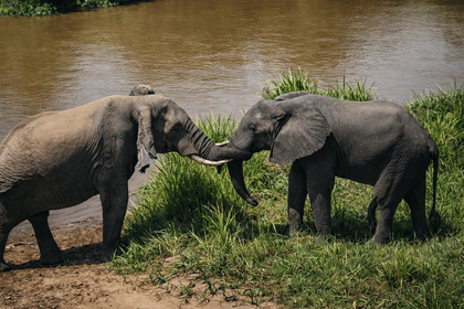 Garamba National Park Savanna Safari Track Kordofan giraffes, elephants, and lions across one of Africa’s oldest parks