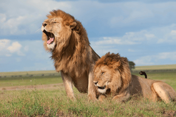 3-Day Safari Adventure in Anantya Serengeti, Tanzania