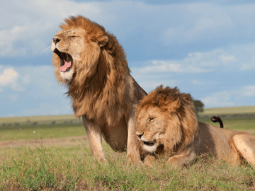 3-Day Safari Adventure in Anantya Serengeti, Tanzania