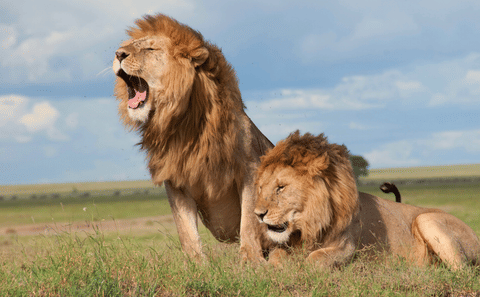 3-Day Safari Adventure in Anantya Serengeti, Tanzania