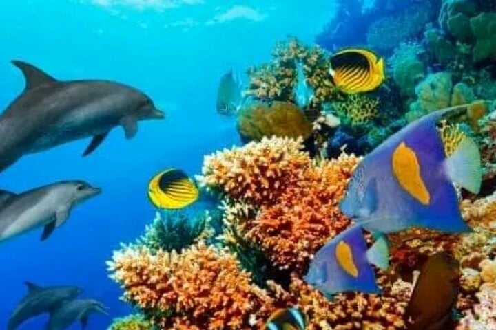 Mnemba Island Dolphins Watching and Snorkeling 8