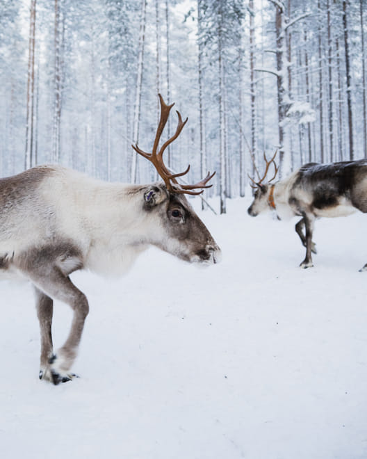 Reindeer tours