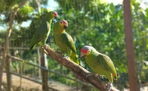 Wildlife Encounter and Chocolate Tour in Coxen Hole