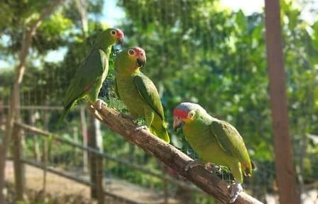 Wildlife Encounter and Chocolate Tour in Coxen Hole