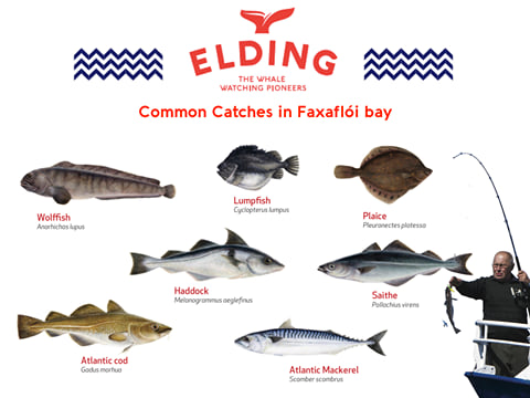Reykjavík Sea Angling Gourmet, photo 13