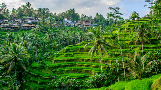 Bali ATV Ride and Kintamani Tour 10