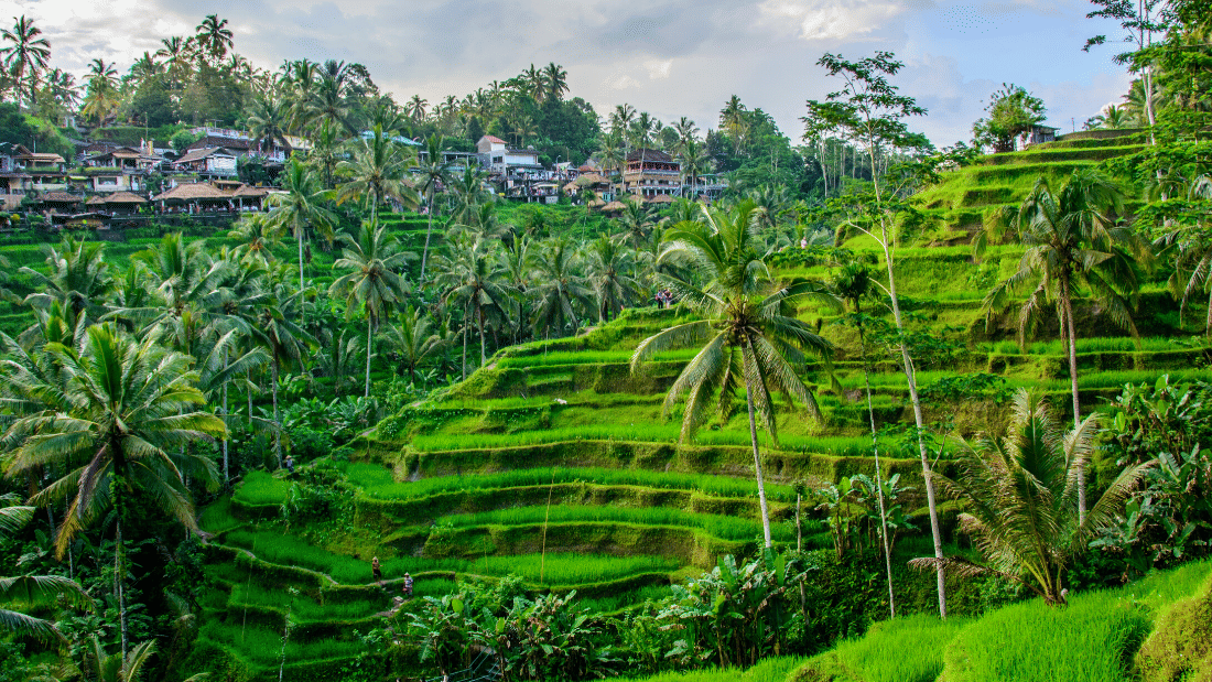 Bali ATV Ride and Kintamani Tour 10