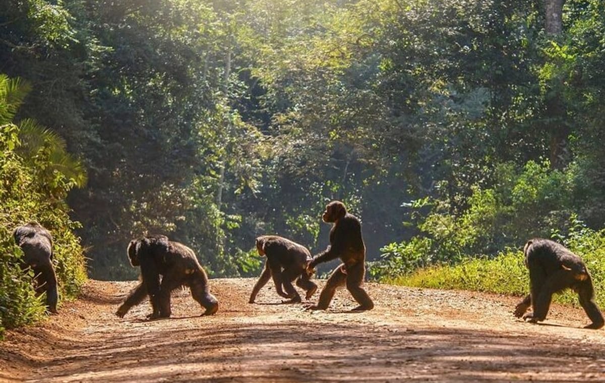 8-Day Private Uganda Safari Tour