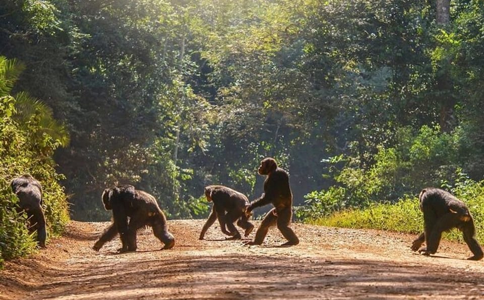 8-Day Private Safari Tour in Kampala, Mbarara, and Mubende