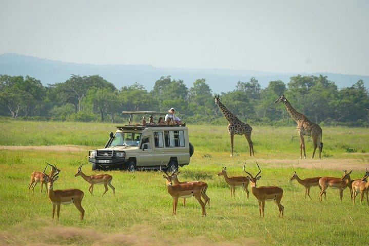 Mikumi National Park 2 Day Safari from Zanzibar or Dar es Salaam
