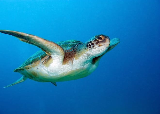 Turtle Island Cruise in Zakynthos photo 3