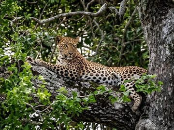 Yala National Park Safari Tours: Morning/ Evening /Full Day