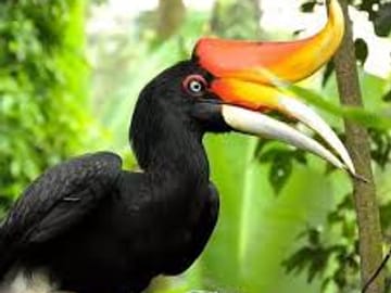 KL Bird Park and Butterfly Park Nature Tour in Kuala Lumpur