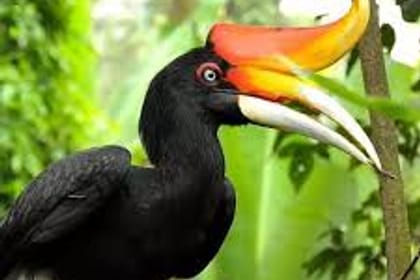 KL Bird Park and Butterfly Park Nature Tour in Kuala Lumpur