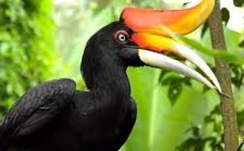 KL Bird Park and Butterfly Park Nature Tour in Kuala Lumpur