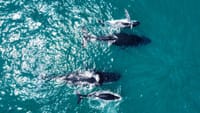 Whale Route 3