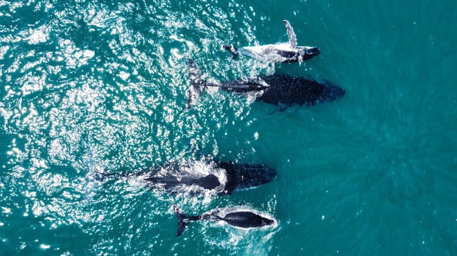 Whale Route 3