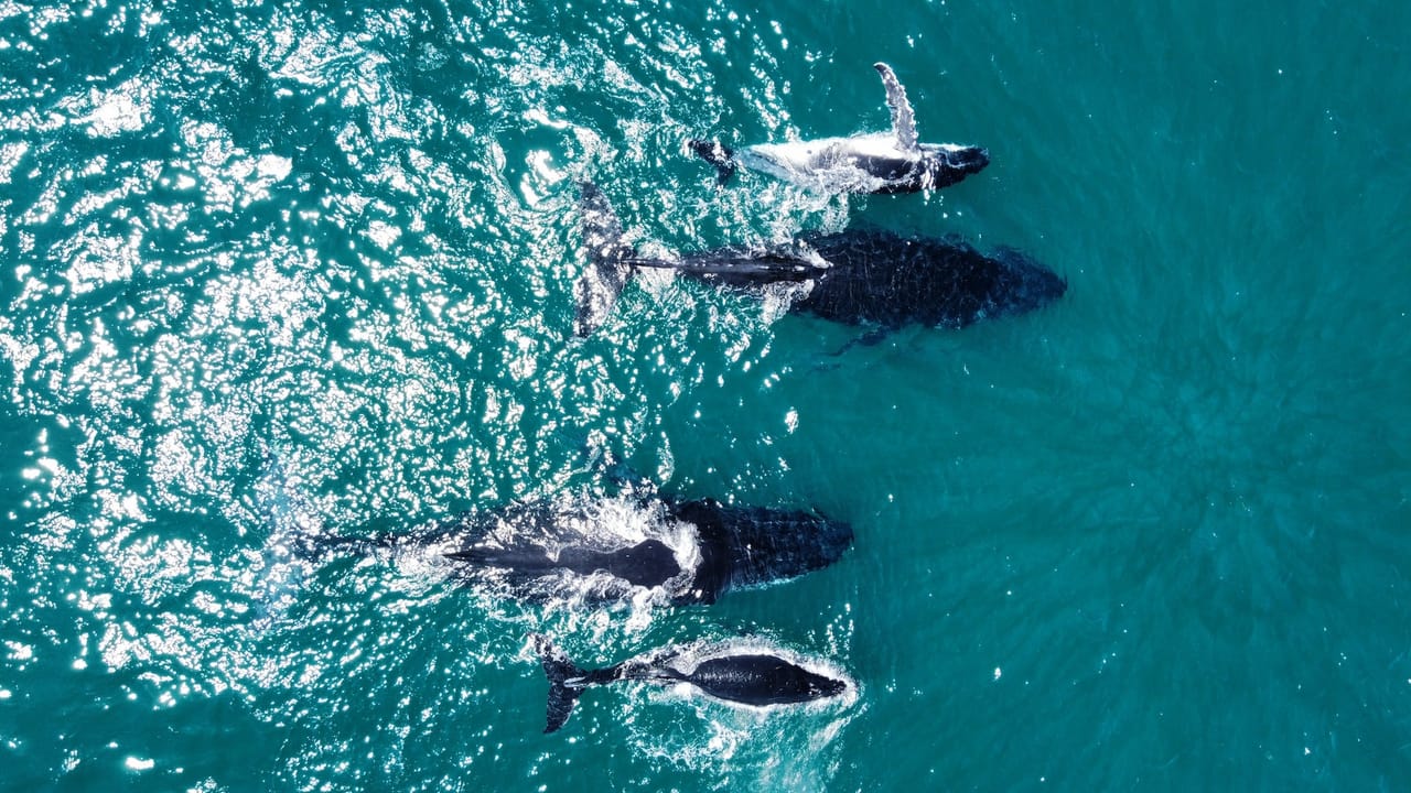 Whale Route 3