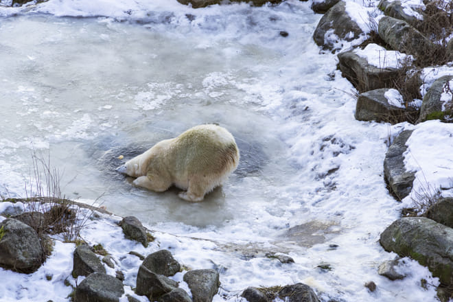 Visit to Ranua Arctic Wildlife Park - Rovaniemi