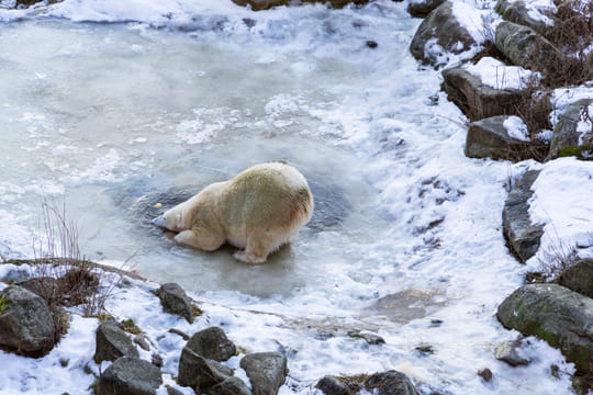 Visit to Ranua Arctic Wildlife Park - Rovaniemi