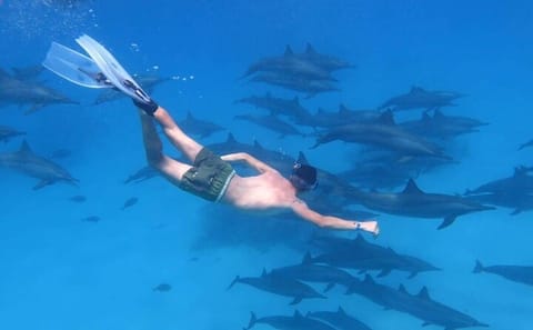 Snorkeling Tour at Dolphin House in Hurghada, Egypt