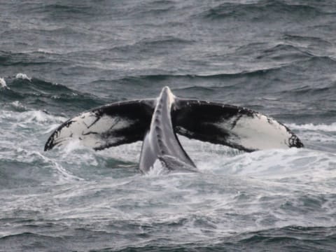 Whales & Lava Show, photo 5