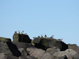 Premium Puffin Tour, photo 10