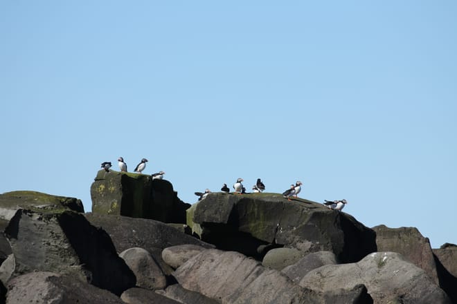 Premium Puffin Tour 10