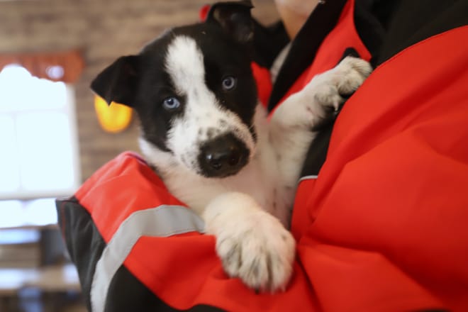 Become A Husky Musher in Lapland photo 6
