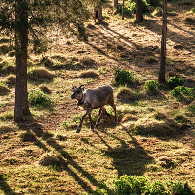 Midnight Sun E-Fat Bike & Reindeer Experience - Image 5