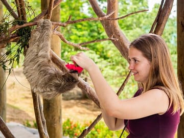 Half-Day Zipline and Wildlife Tour in Roatan, Honduras