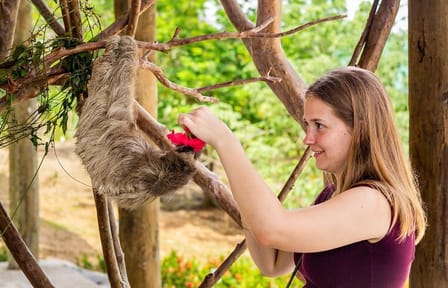Roatan Half day Zipline beaches, suspencion, bridges & wildlife