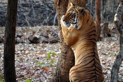 Safari in Pench National Park