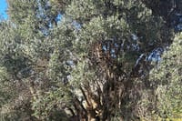 Crete's Secret Landscapes: Exploring the Island's Rural Heart 10