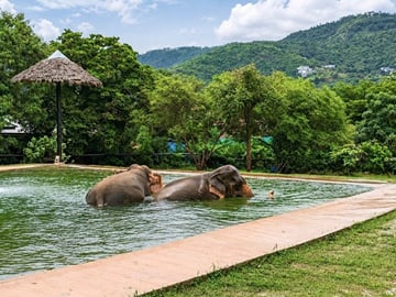 Ethical Elephant Observation by Samui Elephant Sanctuary