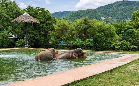 Ethical Elephant Observation by Samui Elephant Sanctuary