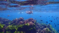 Surin Islands - The Snorkelling Experience from Phuket 10