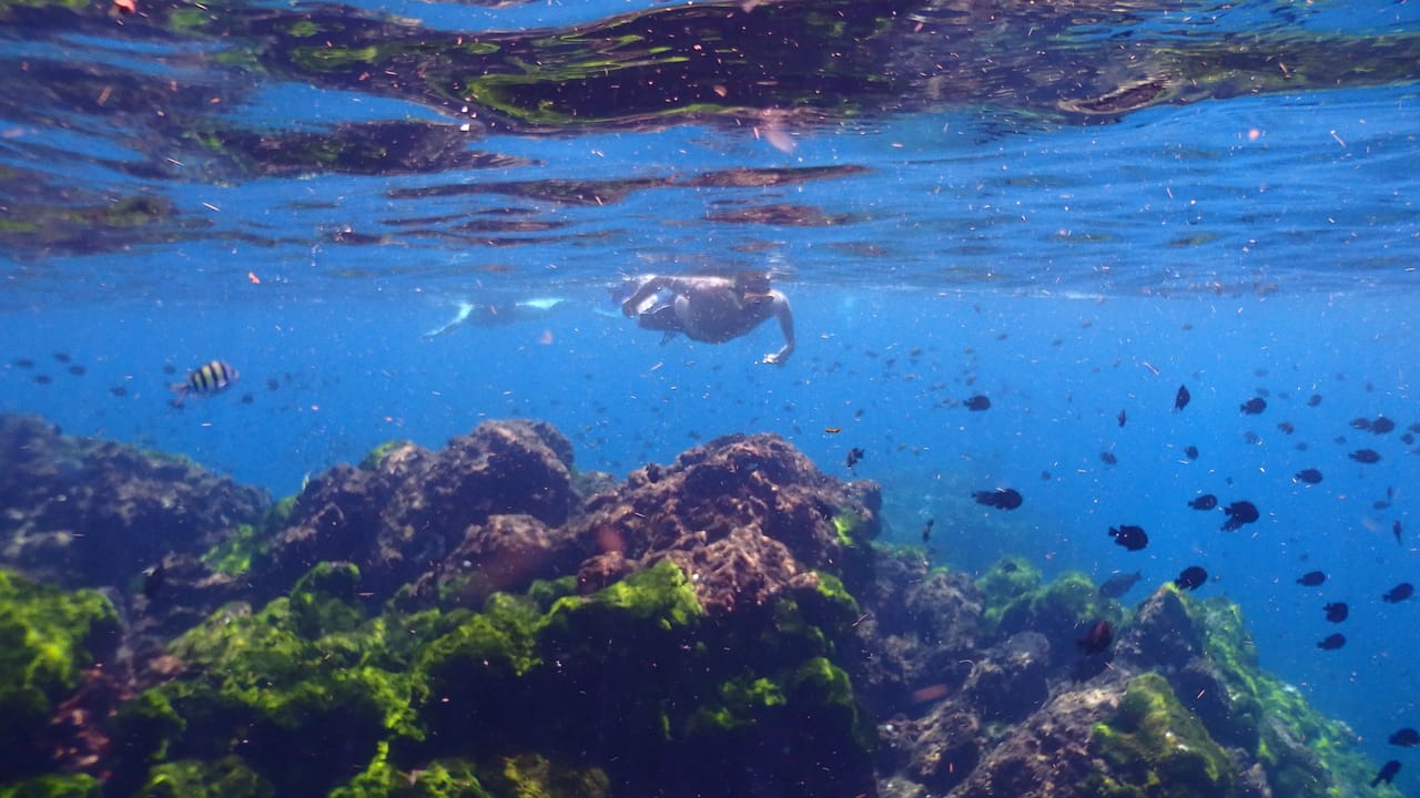 Surin Islands - The Snorkelling Experience from Phuket 10