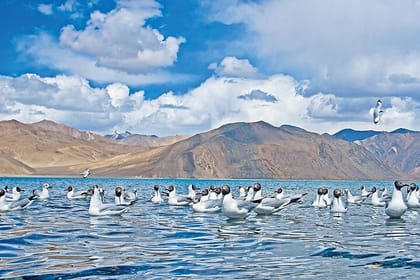 Leh to Pangong Lake with Overnight in Camp/ Guest-house