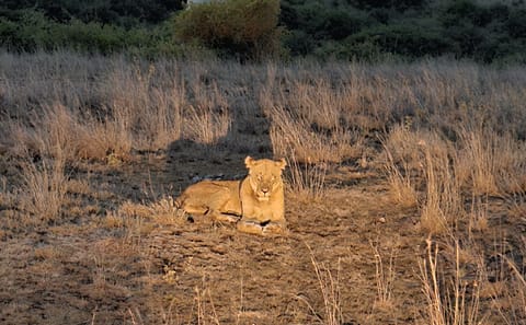 Nairobi National Park Night Safari Experience