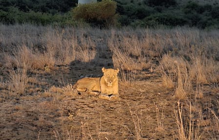 Nairobi National Park Night Safari Experience