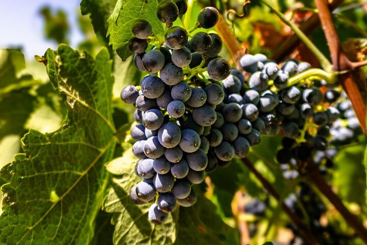 Private Wine & Lagos Exploration: Vineyards & Scenic Views 9