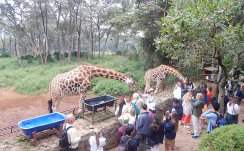 16 Days / 15 Nights – Kenya, Tanzania Exclusive Safari