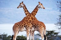 Nairobi National park ,Giraffe Center & Bomas Cultural Dance Show 3