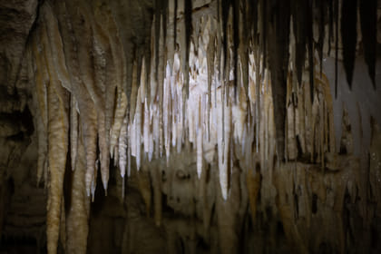 Day Tour of Waitomo Ruakuri Caves and Hamilton Gardens