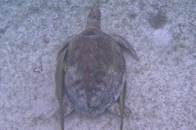 Santuario de tortugas Akumal Snorkel Experiencia marina