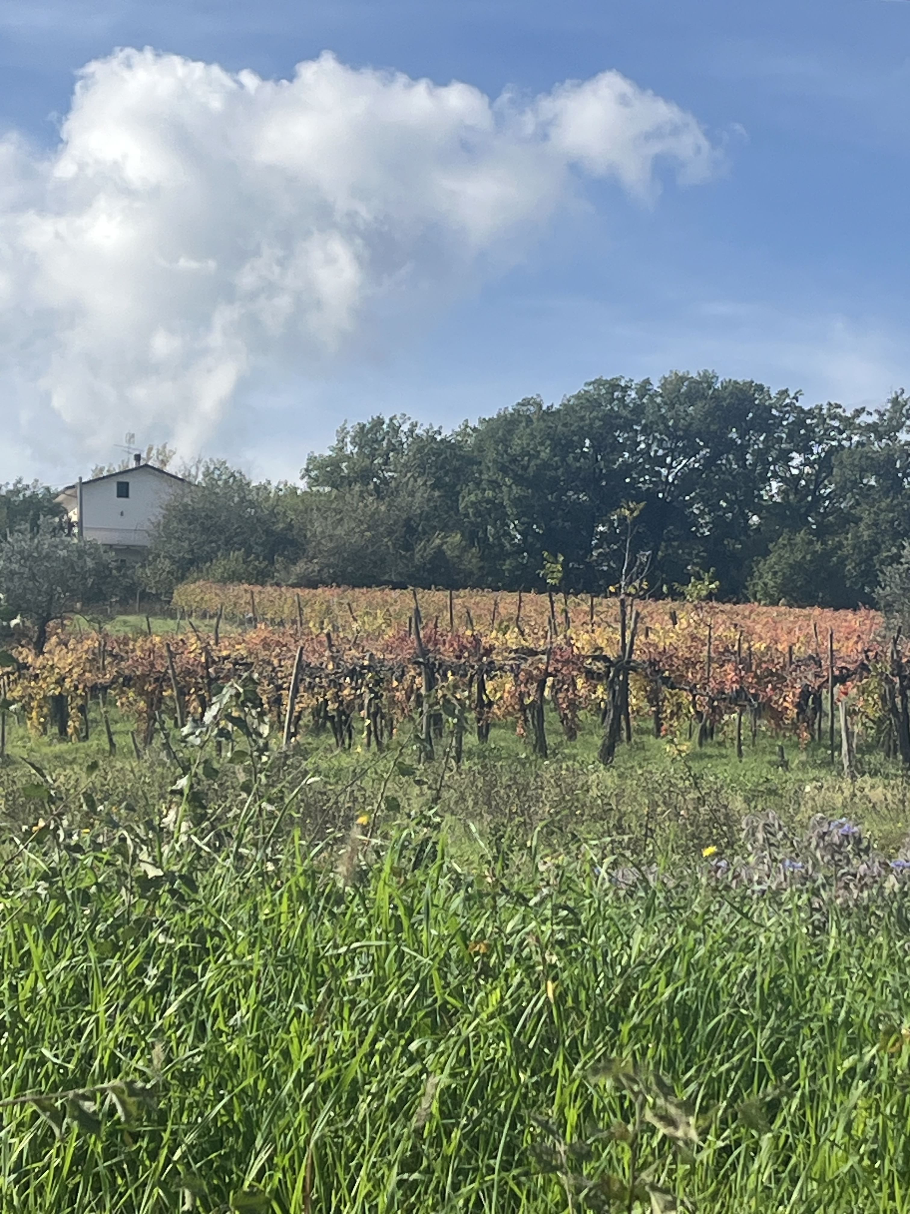 Uncorking Irpinia: A Private Wine Tour from Salerno