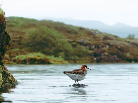 Dynjandi Waterfall, Fishing Village, and Bird Sanctuary , photo 4