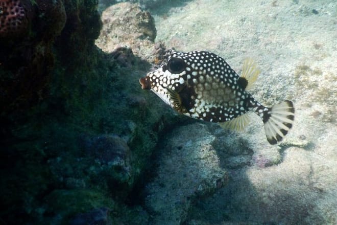 Snorkeling Tulum riviera maya