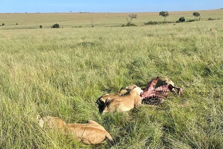 3 Days Masai Mara Midrange Group Safari